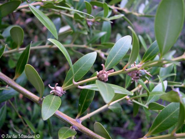 boix-fruits.jpg