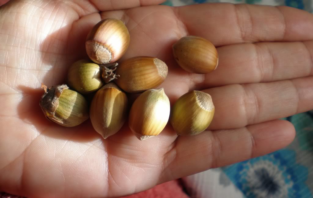 Bolitas.jpg