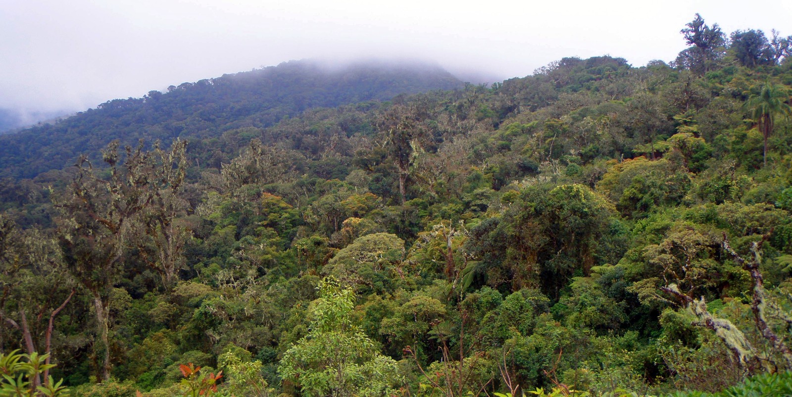 Bolivia%2C_Ambor%C3%B3_National_Park%2C_2009.jpg