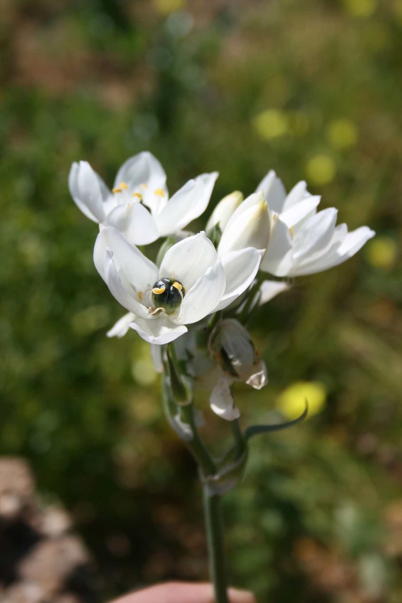 Bolonia066.jpg