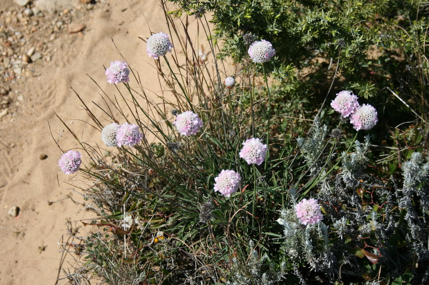 Bolonia089.jpg