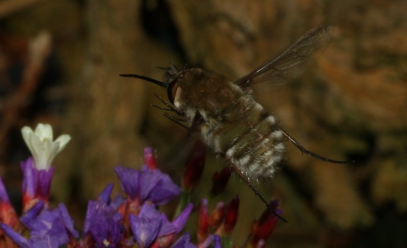bombilidae_1584.jpg