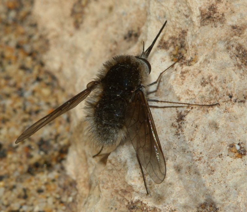 bombilidae_1809.jpg