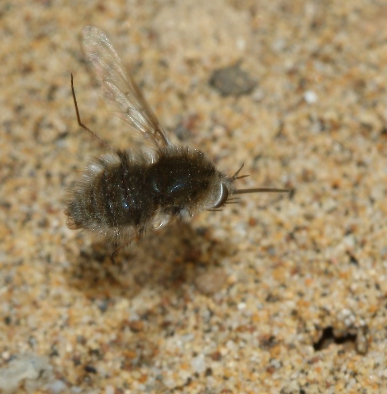 bombilidae_1826.jpg