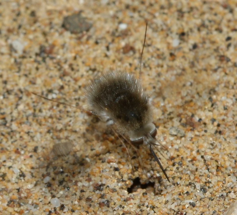bombilidae_1827.jpg