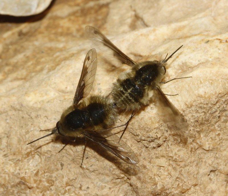 bombilido_copula_8108.jpg