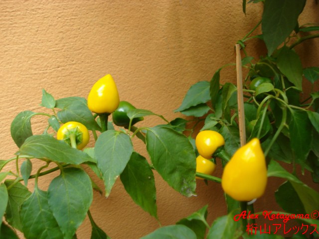 bombilla%20%5B640x480%5D.JPG