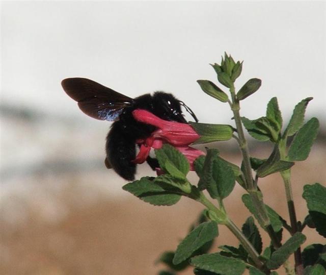 bombus%20%28Small%29.jpg