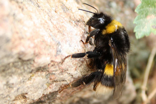Bombus.jpg