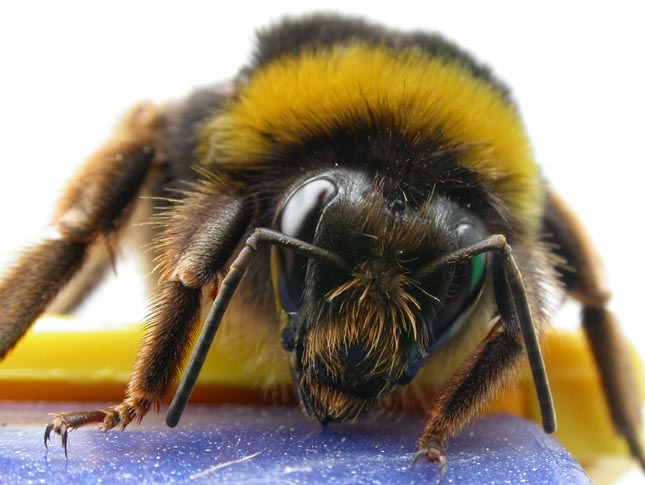 bombus.jpg