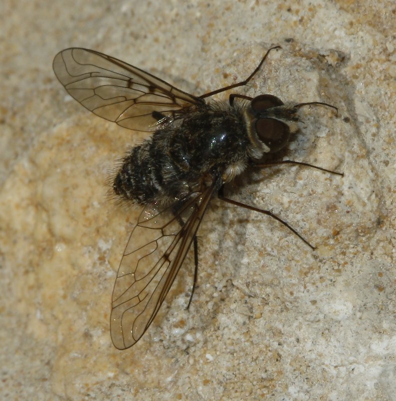 Bombylidae%203745.jpg