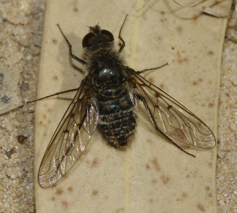 Bombylidae%203746.jpg
