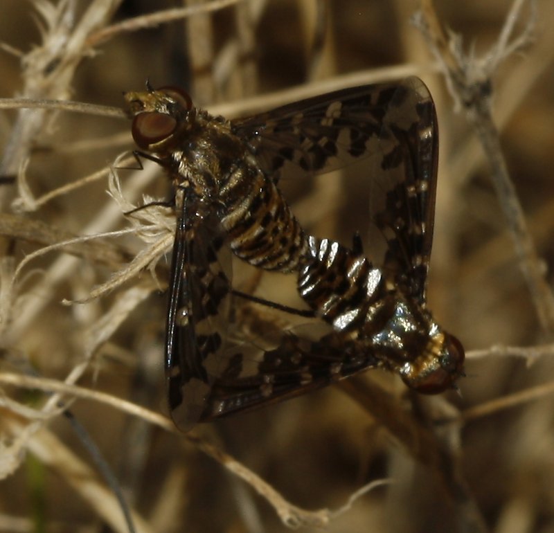 Bombylidae%203799.jpg