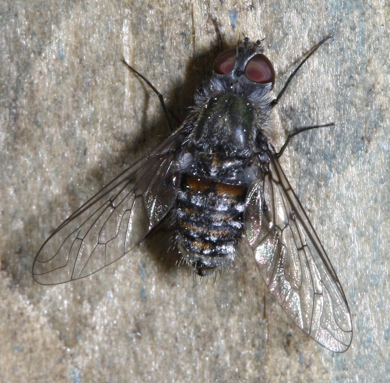 bombylidae_2352.jpg