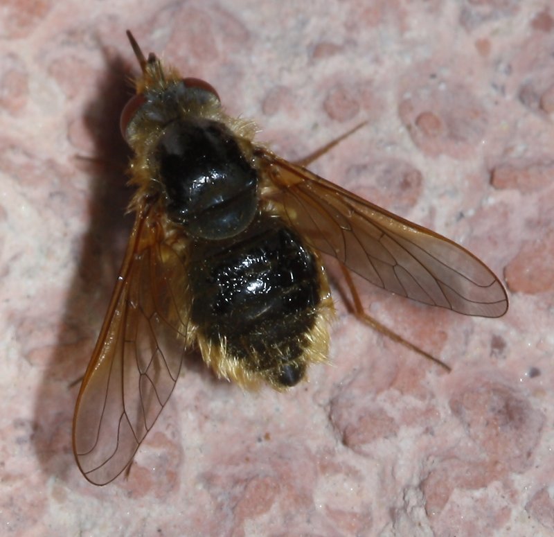 bombylidae_2382.jpg
