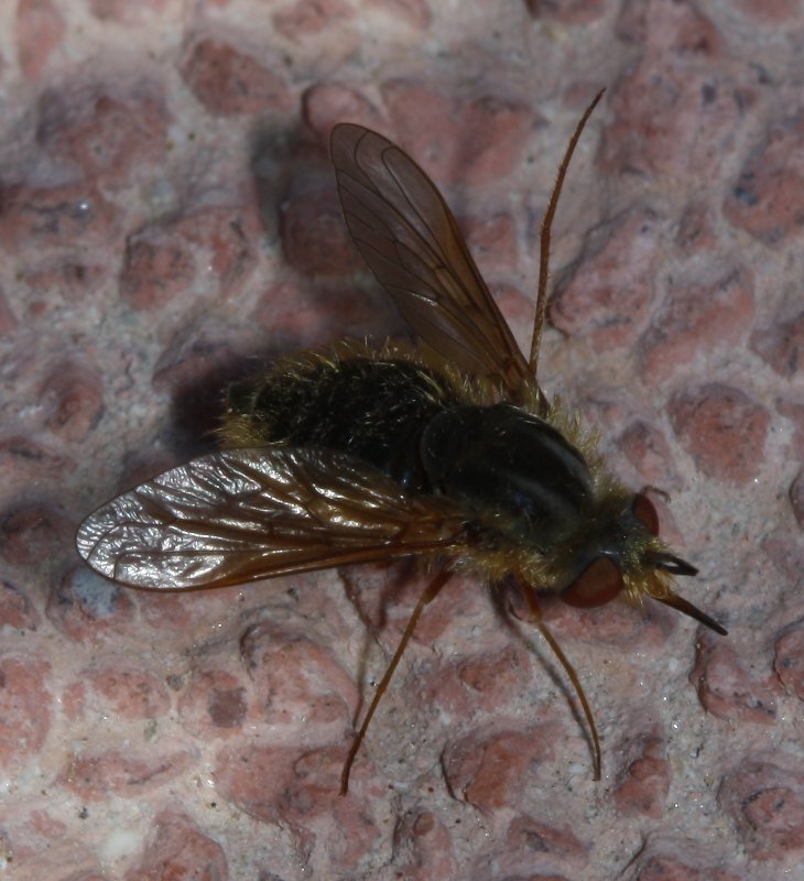 bombylidae_2391.jpg