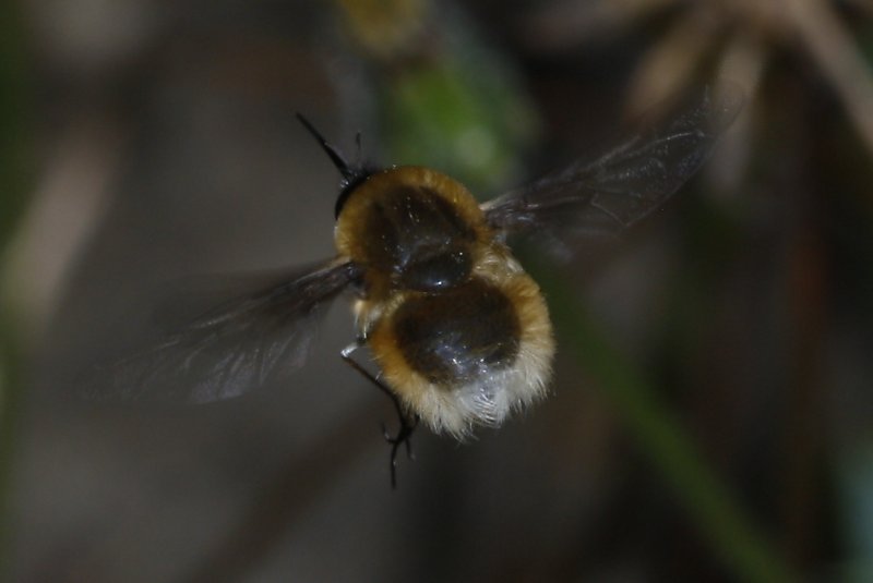 bombylidae_2591.jpg