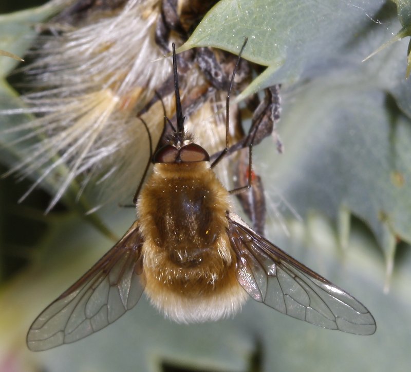 bombylidae_2595.jpg