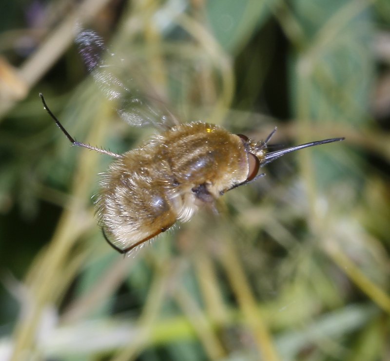bombylidae_2606.jpg