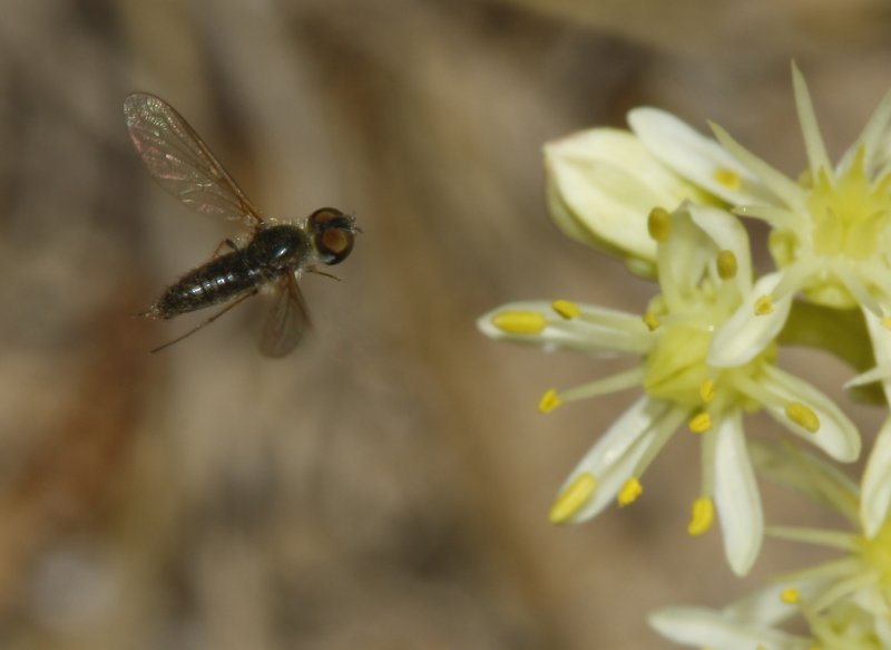 Bombylidae_3150.jpg