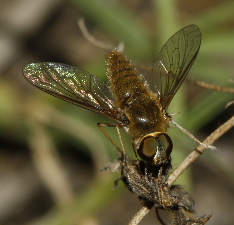 Bombylidae_3359.jpg