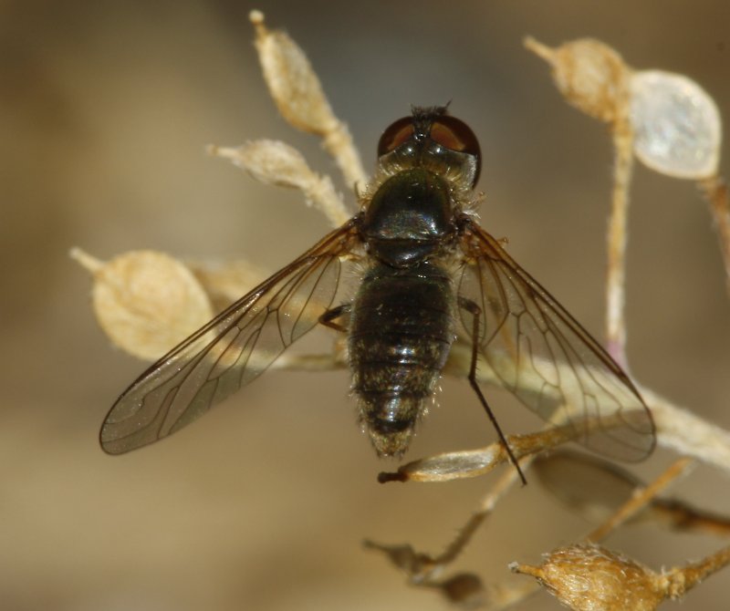 Bombylidae_3383.jpg