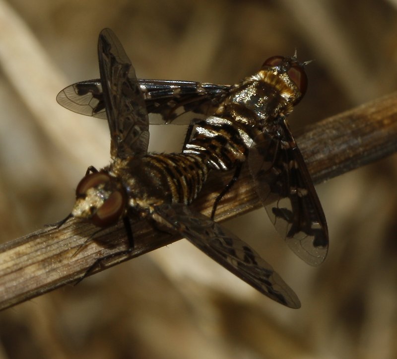 Bombylidae_3803.jpg