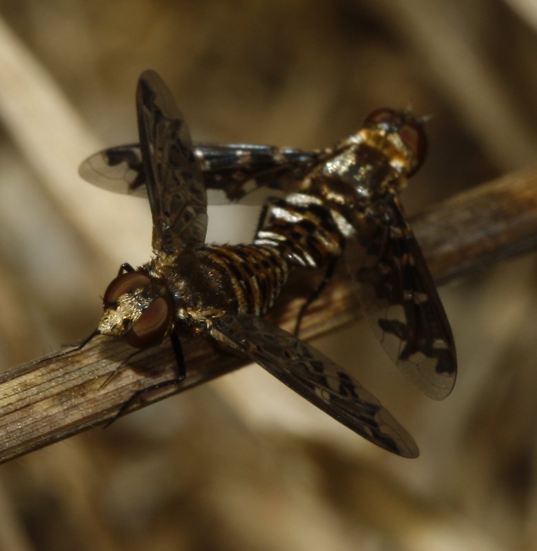 Bombylidae_3804.jpg