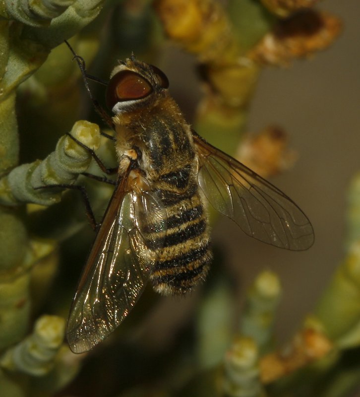 bombylidae_4049.jpg