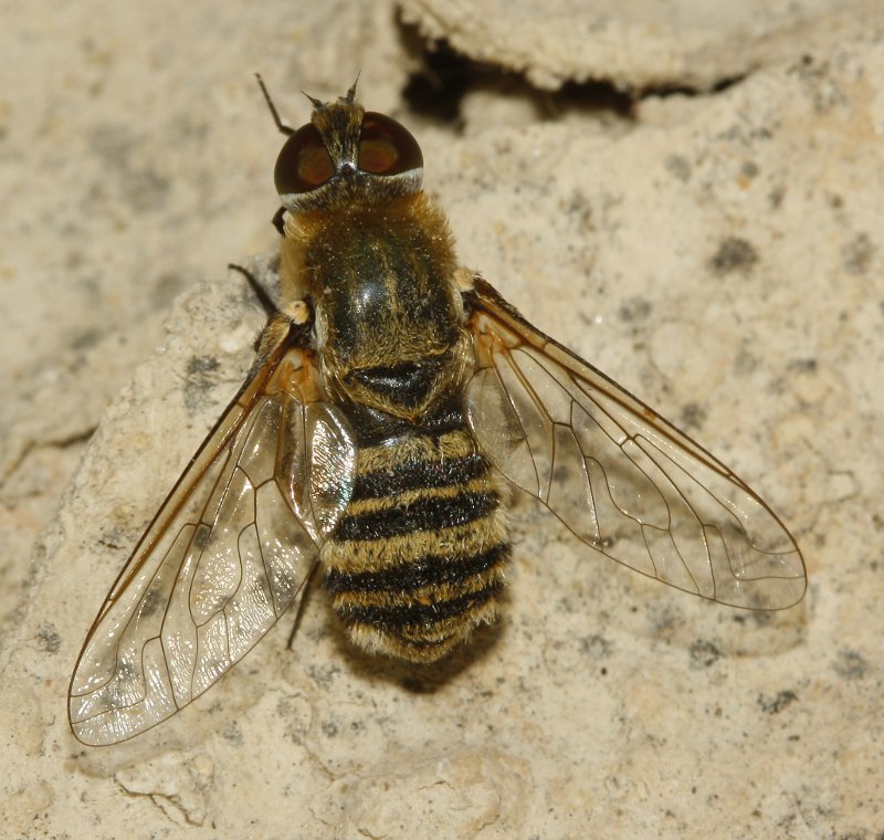 Bombylidae_4060.jpg