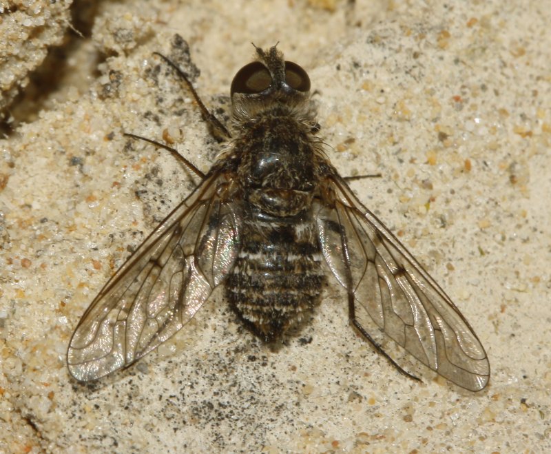 Bombylidae_4383.jpg