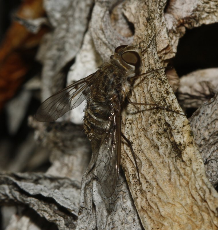 Bombylidae_4548.jpg
