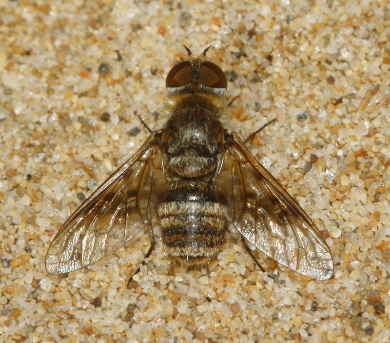 Bombylidae_4679.jpg