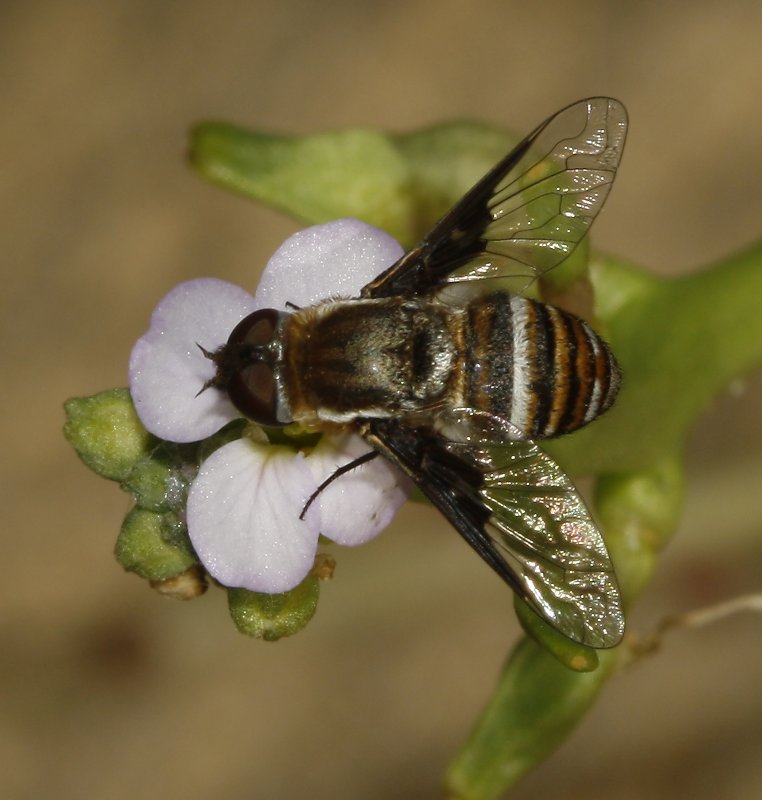 Bombylidae_4690.jpg