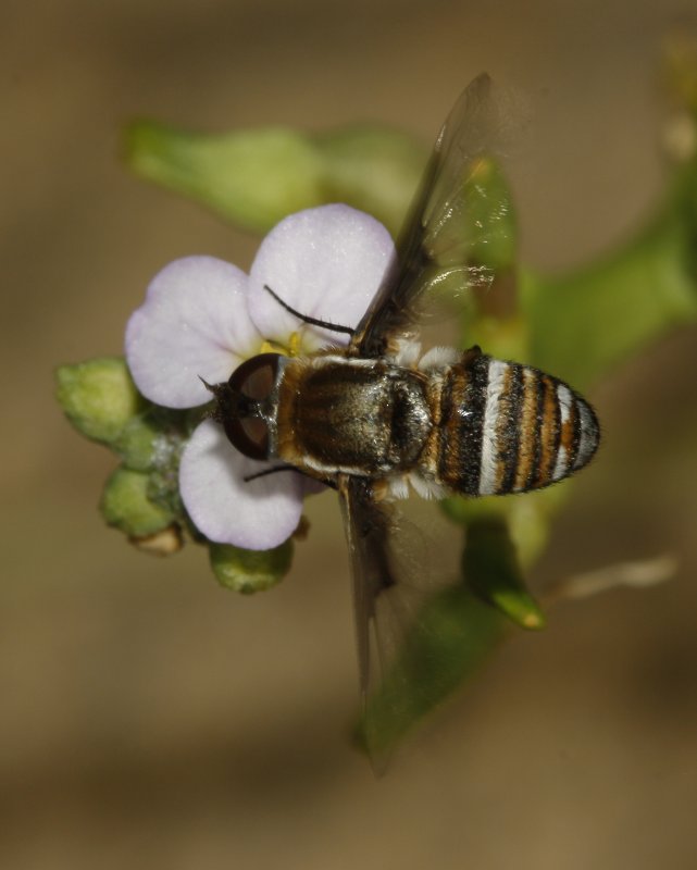 Bombylidae_4692.jpg
