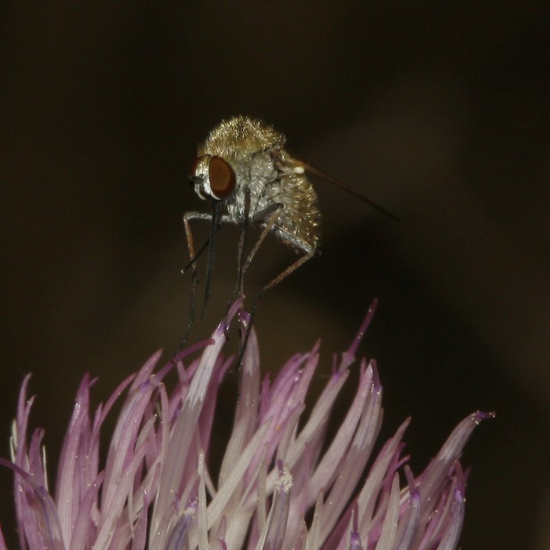 Bombylidae_4787.jpg