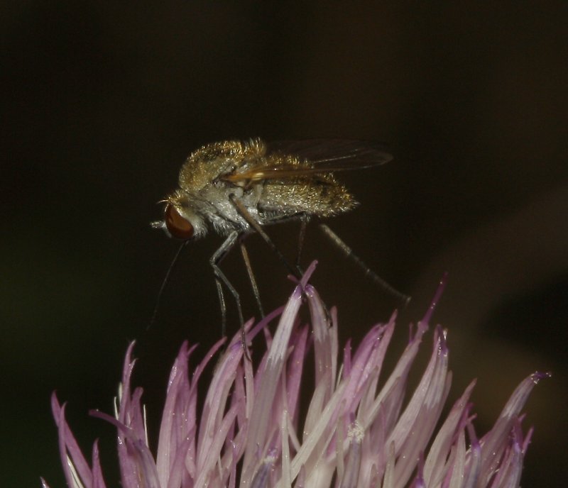 Bombylidae_4788.jpg