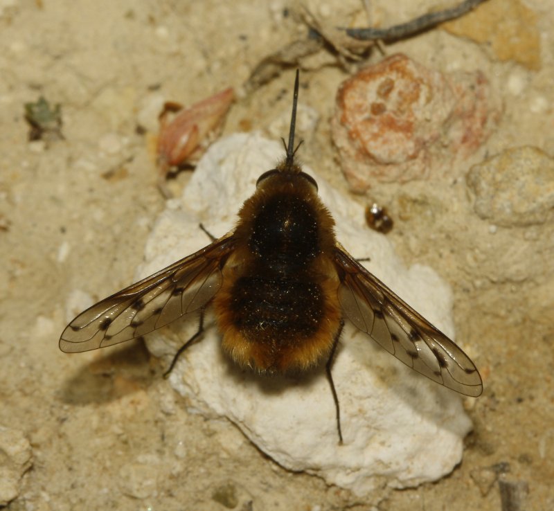 Bombylidae_5382.jpg