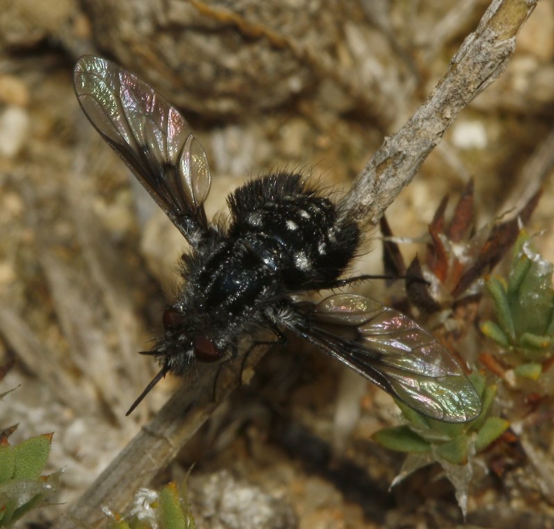 Bombylidae_5409.jpg