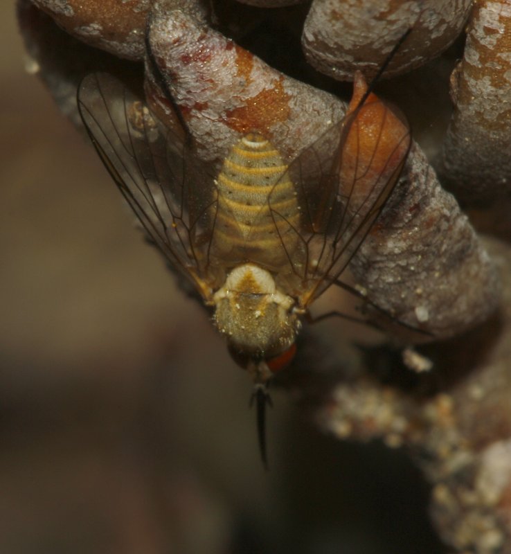 Bombylidae_5452.jpg