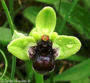 bombyliflora3.jpg