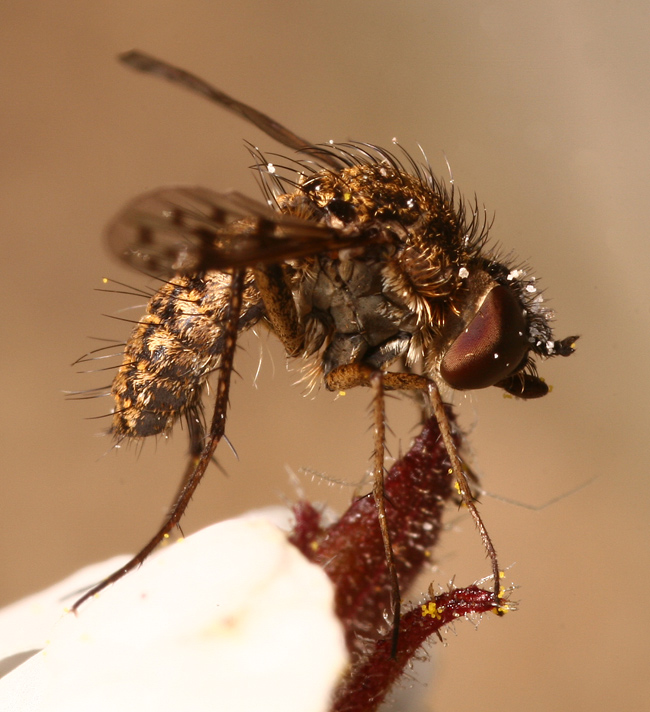 bombyliidae0623d.jpg