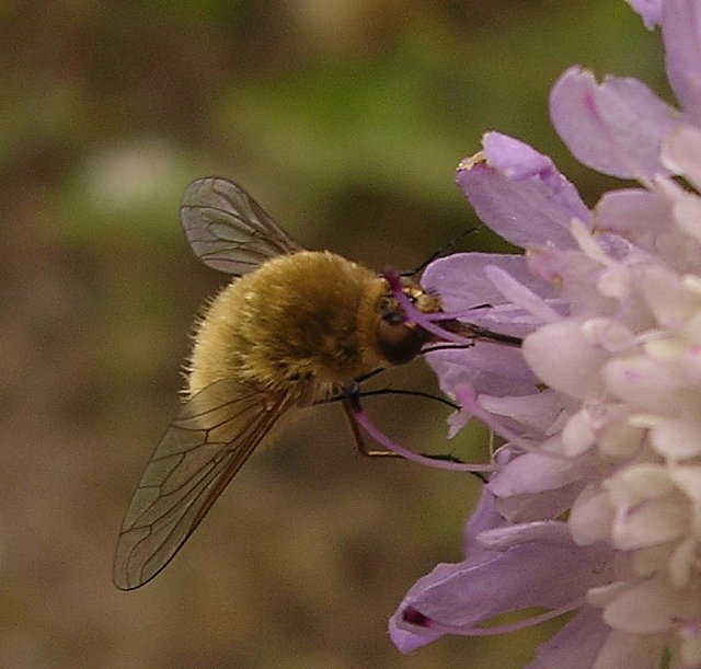 bombylius.jpg