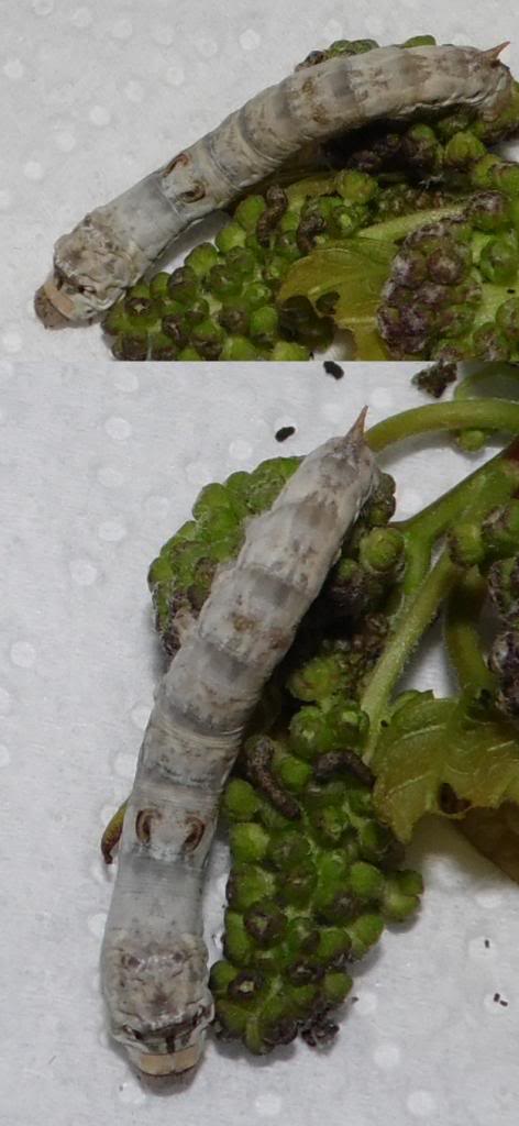 bombyxmandarina_x_blancoliso_09022013_zpsdc7cadad.jpg
