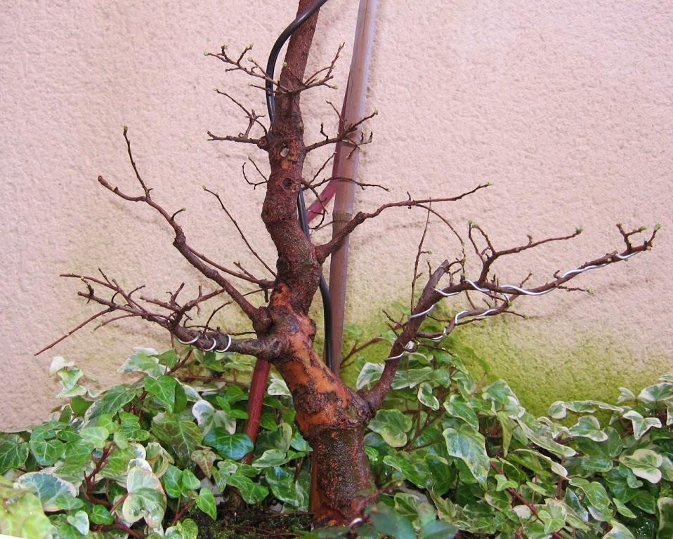 bon11.jpg
