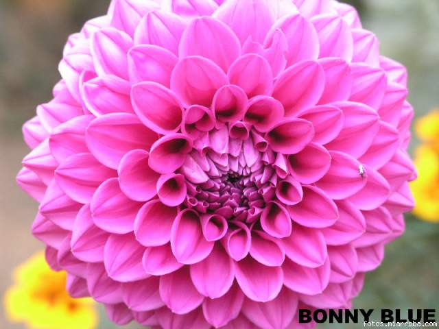 BONNY_BLUE.jpg