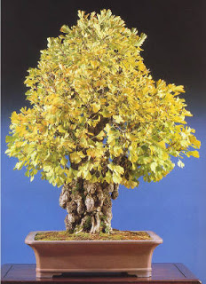 Bons%C3%A1i+Ginkgo+Biloba.jpg