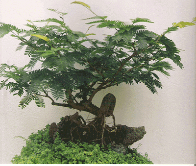Bonsai-004.gif