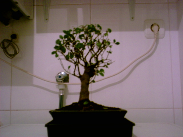 bonsai 019.jpg