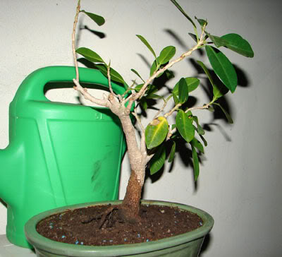 bonsai-1.jpg
